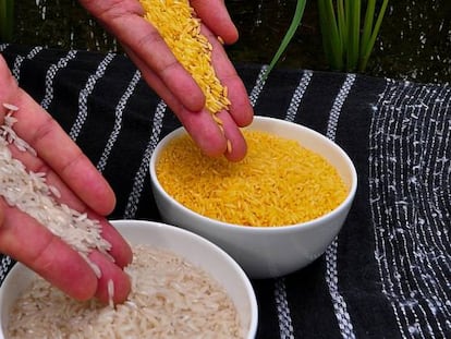 El arroz dorado aporta cantidades significativas de vitamina A