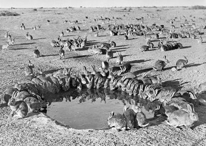 The image, from 1938, was taken in South Australia during the release of the virus that causes myxomatosis to reduce the number of rabbits.