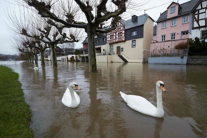 Varios cisnes en una calle inundada después de que el nivel del agua del río Rin haya subido tras las fuertes lluvias, en Leutesdorf (Alemania).