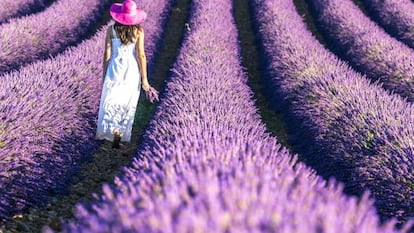 Campo de lavanda en Le Plateau de Valensole, en la Provenza.