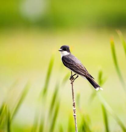 Un pitirre americano, en el Great Meadows National Wildlife Refuge.