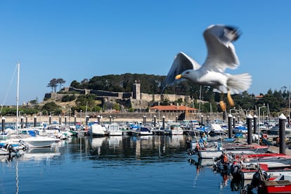 Una gaviota sobrevuela el puerto de Baiona, en Pontevedra.
