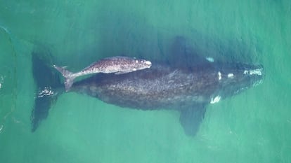 Madre y cría de Ballena Franca Austral