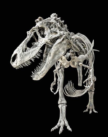 Esqueleto de Tyrannosaurus rex.