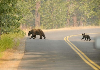 Un oso y su cachorro cruzando una de las carreteras del parque nacional Yosemite, en el estado de California.