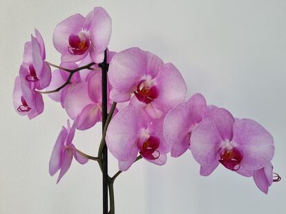 Una orquídea mariposa en plena floración.