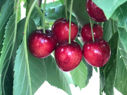 Cerezas del huerto de Antonio Manuel Conde en la Sierra Sur de Jaén, en una foto cedida por el agricultor.