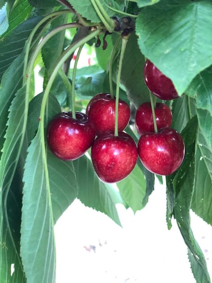 Cerezas Jaen