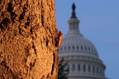 Una cigarra en un árbol frente al Capitolio de Estados Unidos, en Washington, esta semana.