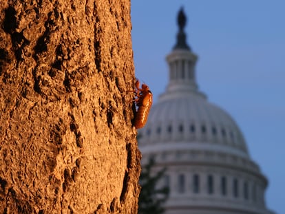 Una cigarra en un árbol frente al Capitolio de Estados Unidos, en Washington, esta semana.