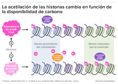 Esta ilustración muestra un modelo del movimiento de los grupos acetilo en diferentes condiciones celulares.