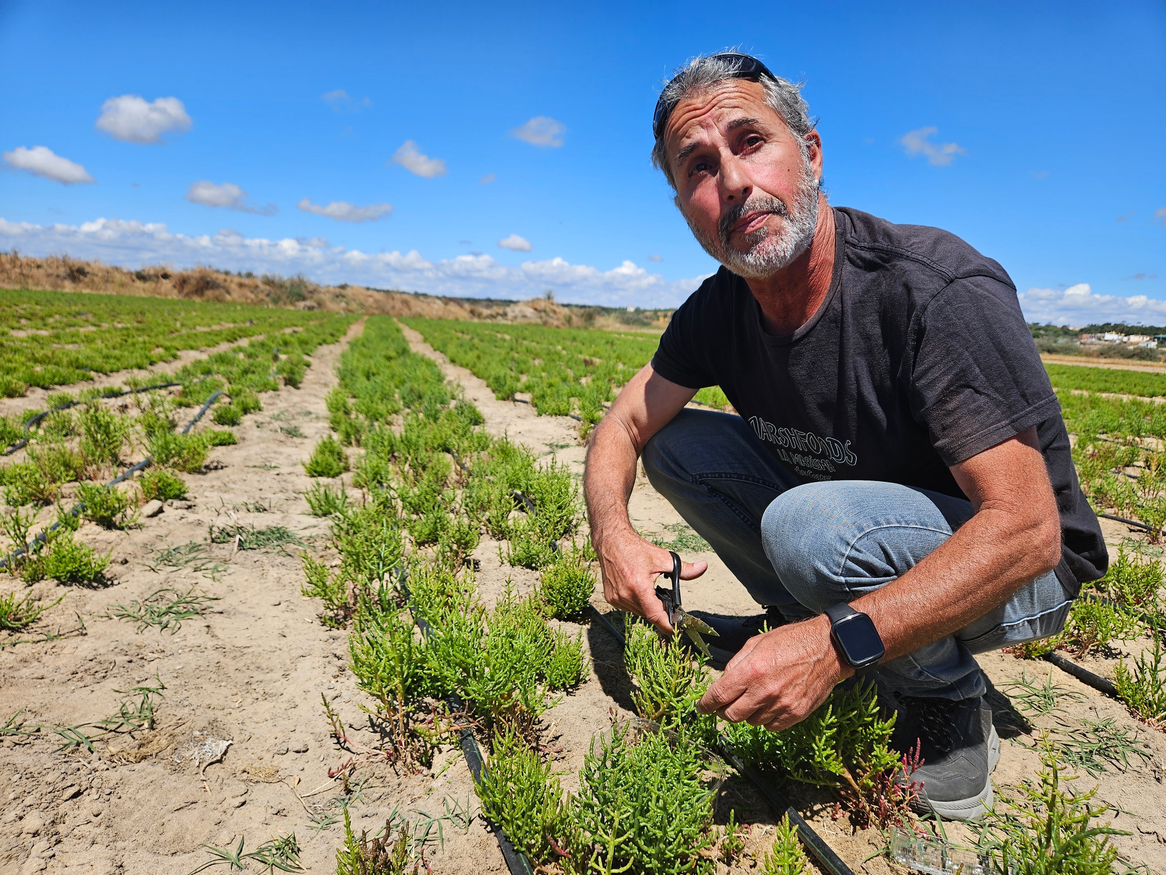 Manuel Díaz Cárdenas corta las mejores partes del espárrago de mar para uso culinario en la plantación de salicornia de Isla Cristina.