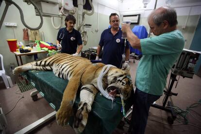 El tigre Laziz es sedado por los miembros de la ONG 'Four Paws' (Cuatro Patas) en el hospital veterinario de la Universidad de Israel, cerca de Tel Aviv. Tras un largo viaje, vivirá en el refugio Lionsrock de Sudáfrica.