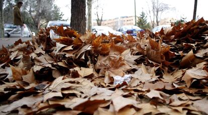 El momento de esta tardía campaña de la hoja no puede ser peor. Se ha unido a la campaña de Navidad que obliga a una recogida especial por los festejos.