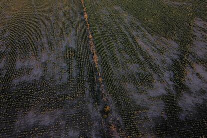 Vista aérea de un campo de maíz durante la sequía, en marzo, en Timbúes (provincia de Santa Fe).