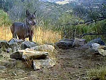 Lobo Iberico