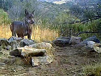 Imagen del lobo en el Parque Nacional de Guadarrama.