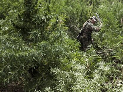 Otro agente cortando a mano plantas de cannabis de más de dos metros en 2014. Mientras que en casi toda América avanza la regulación del cannabis, en Paraguay, el mayor productor del continente junto a México, es todavía un tabú.