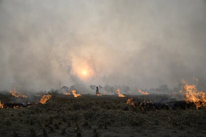 Un agricultor indio quema rastrojos de arroz en un campo, en las afueras de Jalandhar (India).