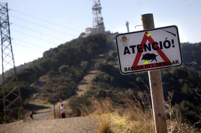 Un cartell que alerta de batudes de senglars a Collserola.