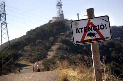 Un cartel que alerta de batidas de jabalíes en Collserola.