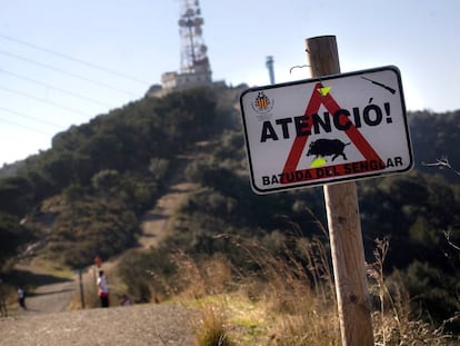 Un cartell que alerta de batudes de senglars a Collserola.