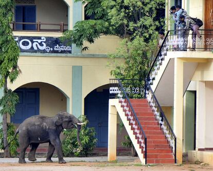 Los dos animales causaron el pnico por toda la localidad. Los ataques a seres humanos son bastante frecuentes por parte de los elefantes salvajes en India, que ven cada vez ms amenazado su habitat debido a la deforestacin.