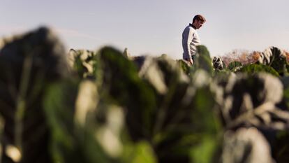 El chef Fernando del Cerro se pasea a menudo por las huertas de la vega de Aranjuez en busca de su mejor producto vegetal. 