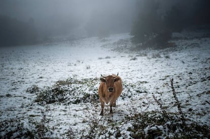 Snow on Sunday in Montederramo, Ourense.