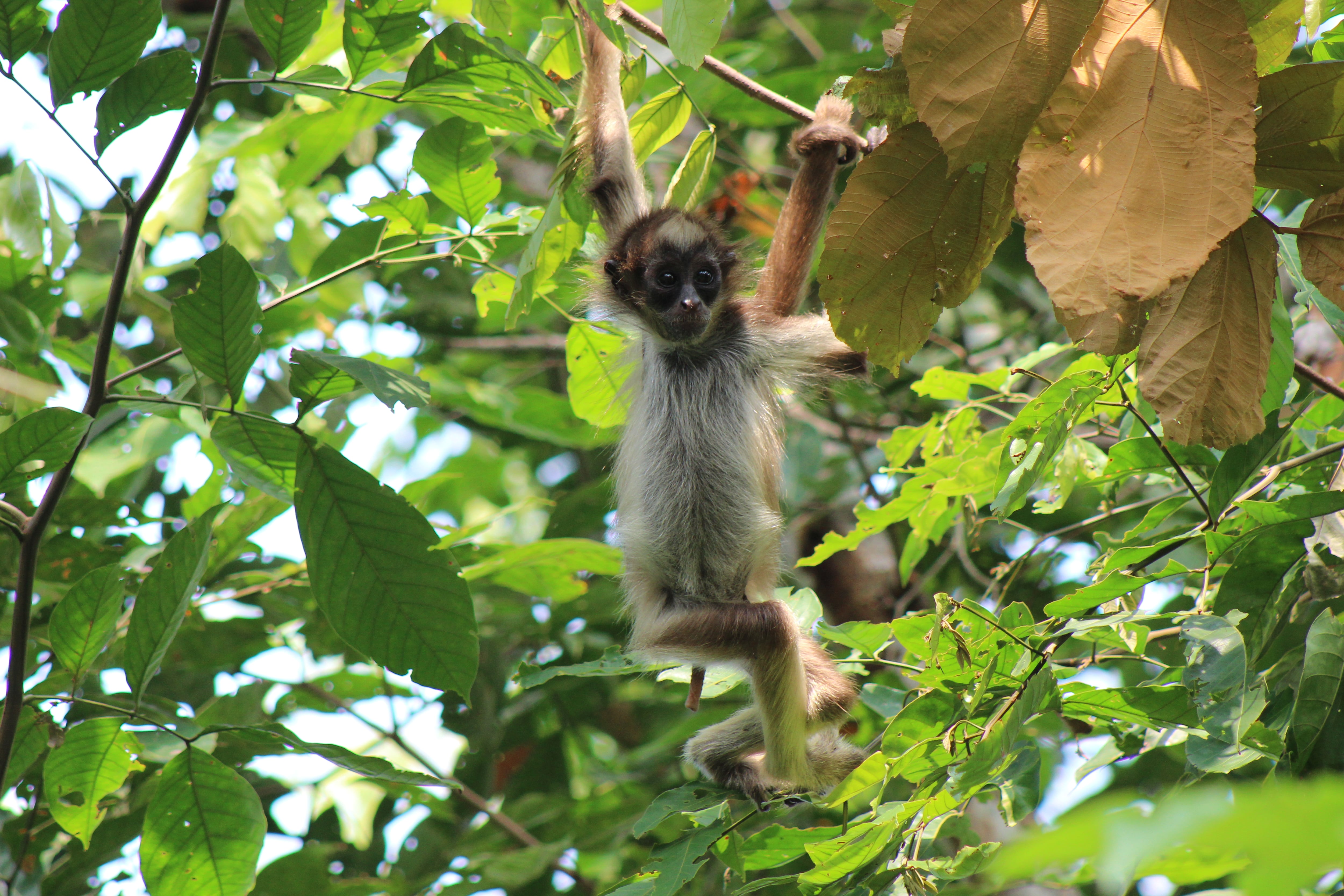 Un mono araña avistado por investigadores de la Fundación Proyecto Primates, en una fotografía sin datar.
