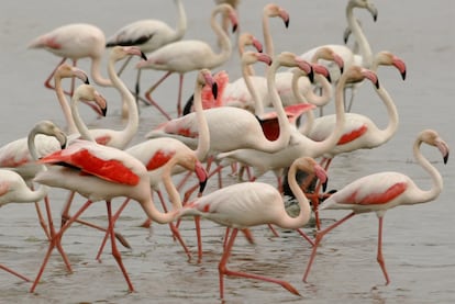 Una colonia de flamencos, en el parque natural de Doñana.