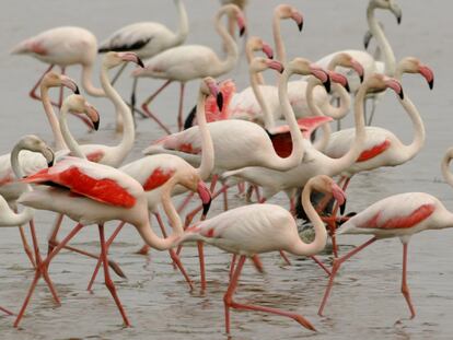 Una colonia de flamencos, en el parque natural de Doñana.