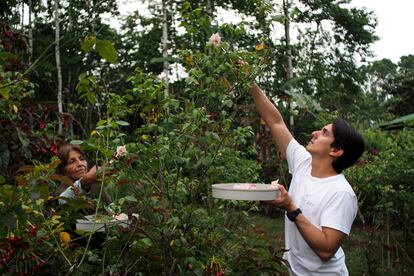 Cecilia Guerrero, y Andrs Orlando, chef del hotel Finch Bay en Puerto Ayora, trabajan en Darwin's Ecogarden.