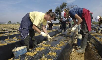 Mujeres inmigrantes trabajan en los cultivos de fresa en Huelva.