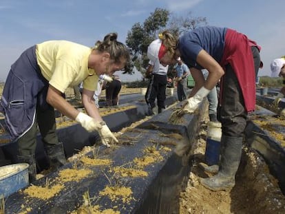 Mujeres inmigrantes trabajan en los cultivos de fresa en Huelva.