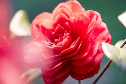 La camelia roja ha demostrado proteger la vitalidad de las células, actuando en las primeras fases del envejecimiento de la piel.