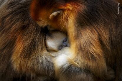 Zhang Qiang estaba visitando las montañas Qinling de China para observar el comportamiento del mono de nariz chata de Sichuan. Los bosques templados de las montañas son el único hábitat de estos monos en peligro de extinción, amenazado por la alteración de su espacio. Al fotógrafo le encanta observar la dinámica del grupo familiar: lo cercanos y amables que son. Cuando llega el momento de descansar, las hembras y las crías se apiñan para abrigarse y protegerse. Esta imagen captura ese momento de intimidad. El rostro azul del joven mono se encuentra entre dos hembras, con su llamativo pelaje dorado salpicado de luz.