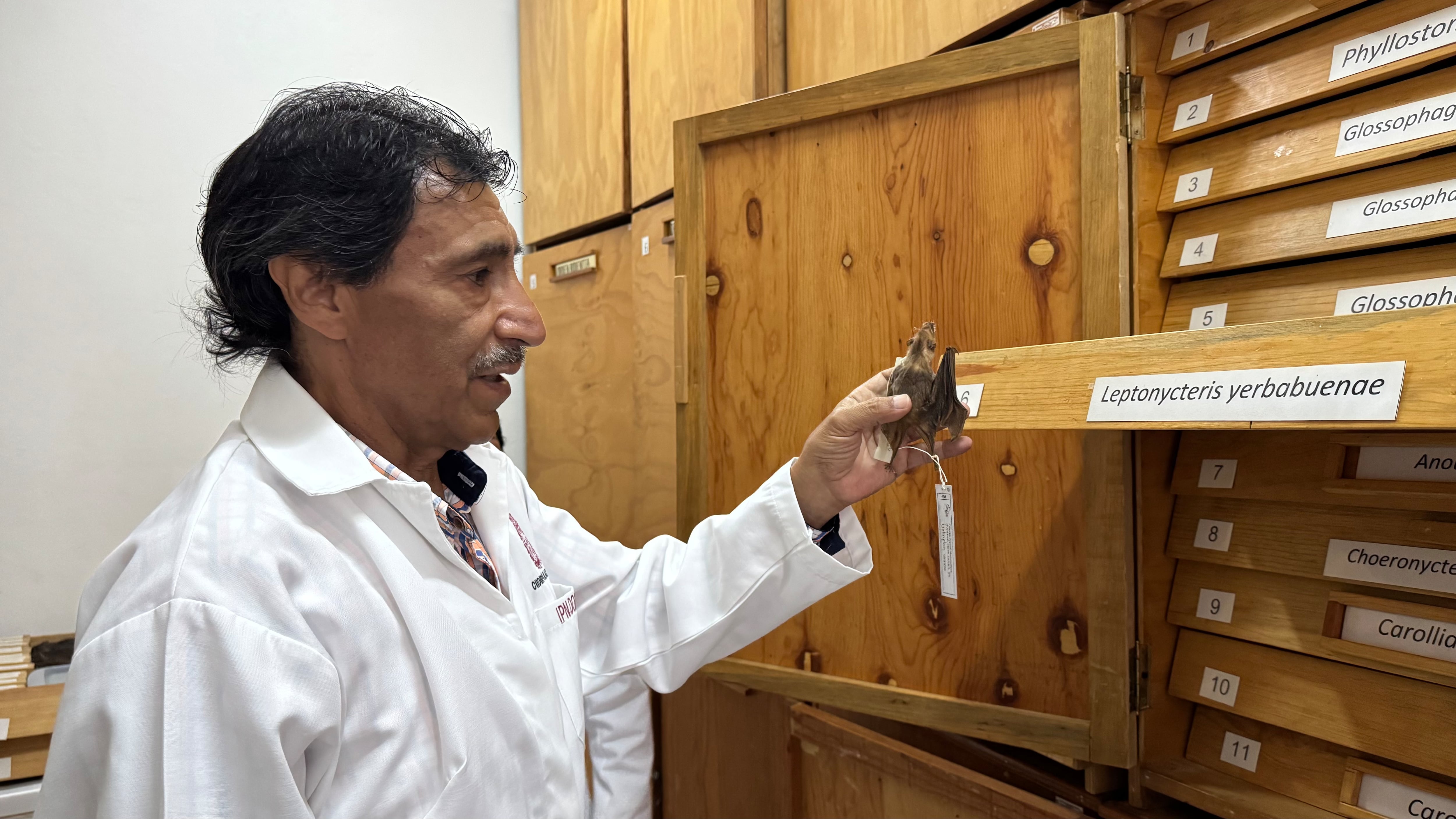 Miguel Briones-Salas examina un murciélago, en Oaxaca.
