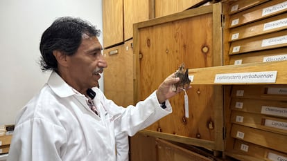 Miguel Briones-Salas examina un murciélago, en Oaxaca.
