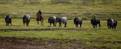 El ganadero ha apartado 10 toros para la corrida de San Isidro de imponente estampa.