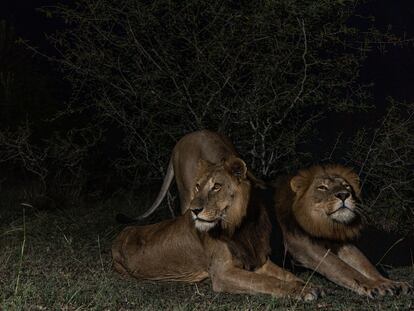 'Jacob' y 'Tibu', los hermanos leones que lograron la travesía a nado más larga jamás registrada en el río Kazinga, en Uganda.