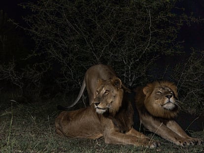 'Jacob' y 'Tibu', los hermanos leones que lograron la travesía a nado más larga jamás registrada en el río Kazinga, en Uganda.