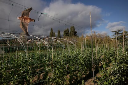 Plantación de guisantes del huerto de l'Horta Graupera, en Sant Andreu de Llavaneres ( Barcelona).