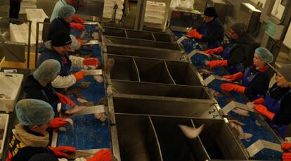 Procesamiento de pescado en una lonja holandesa.