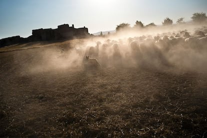 “En el 'Quijote', el paisaje de La Mancha no se describe, sino que se hace sentir”, afirma Francisco Rico. La Mancha, esa tierra sin prestigio para los ojos prosaicos, ese territorio donde dar cabida al “inestable equilibrio entre honra y pobreza, es el escenario escogido por Cervantes para librar la gran batalla entre idealismo y realismo”, según Criado de Val.