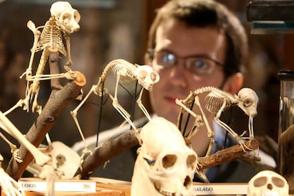 ¿Qué aspecto habrían tenido los esqueletos de los mamíferos machos si los conservadores victorianos no les hubiesen retirado los huesos del pene? Se puede averiguar en el museo GranT de Zoología, que reúne en la University College de Londres hasta 68.000 especímenes del reino animal, entre ellos el tilacino (tigre de Tasmania) y el dodo. Creado por Robert Edmond Grant (primer profesor de Zoología y Anatomía Comparativa de toda Inglaterra) en 1828, desde 2011 está instalado en la antigua biblioteca de la Escuela de Medicina, en el edificio Rockefeller. A pesar de la cantidad de objetos que expone, el museo no es muy grande y puede recorrerse en poco más de una hora. Abre gratis de lunes a sábado entre las 13.00 y las 17.00. ucl.ac.uk/museums/zoology.