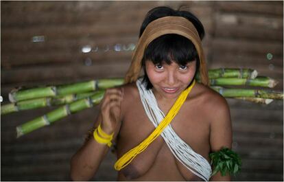 Índia Yanomami carrega cana-de-açúcar em um cesto.