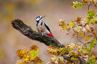 Pico picapinos, <i>Dendrocopos Major,</i> fotografiado en un bosque atlántico asturiano.