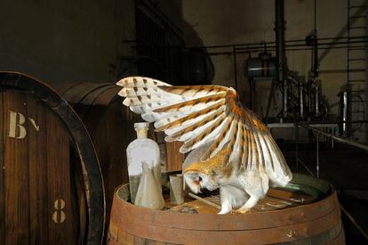 Lechuza ('Tyto alba'). A veces cuesta imaginar los moradores de ciertos lugares cotidianos como esta bodega del Encín, Alcalá de Henares (Madrid).
