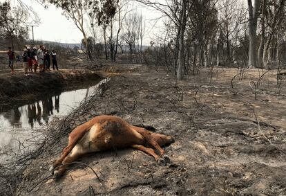 Un animal muerto yace en el suelo tras un incendio forestal en El Kala, este jueves. 